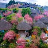Cherry Blossoms or To Day Flowers season 
