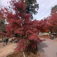 🇯🇵京都「東福寺」市區楓葉🍁頂流，楓葉之王威名當之無愧！