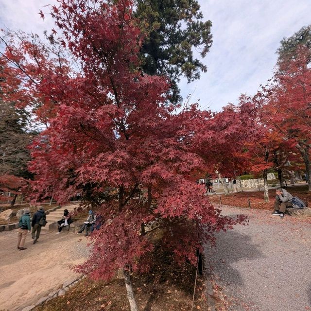 🇯🇵京都「東福寺」市區楓葉🍁頂流，楓葉之王威名當之無愧！