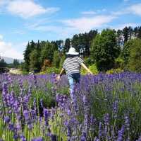Serenity in Bloom: A Solo Escape to Wanaka Lavender Farm