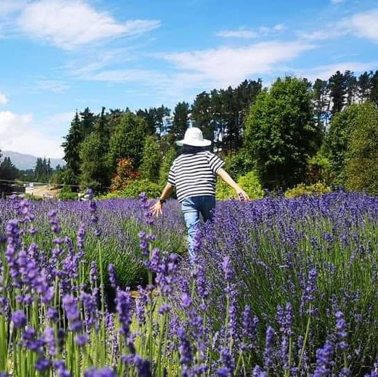 Serenity in Bloom: A Solo Escape to Wanaka Lavender Farm