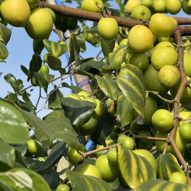 สวนพุดซานมสดของแทร่ วังน้ำเขียว🍏