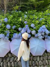 【静岡🇯🇵】今年の梅雨はかわいい傘と紫陽花のお寺へ