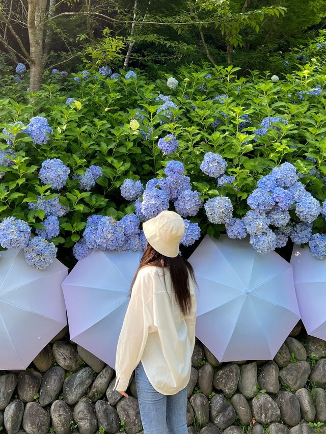 【静岡🇯🇵】今年の梅雨はかわいい傘と紫陽花のお寺へ