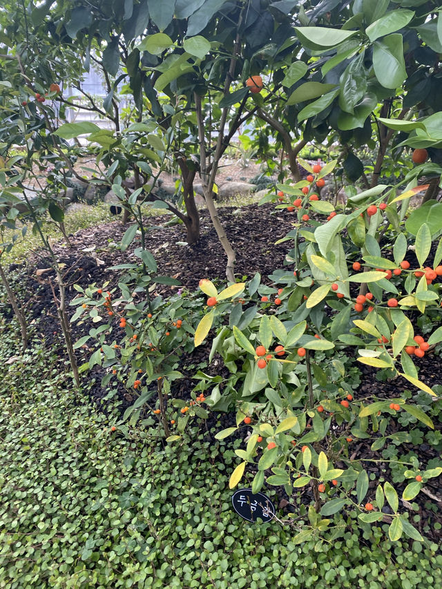 고성 공룡 엑스포에 가서 들러야 할 곳! 쥬라기 식물원 🌳