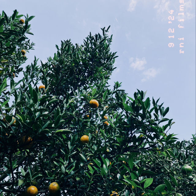 เก็บส้มที่สวนบ้านฉันกันเถอะ