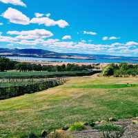 The Coal Valley Vineyard