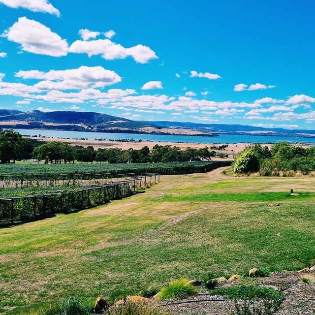 The Coal Valley Vineyard