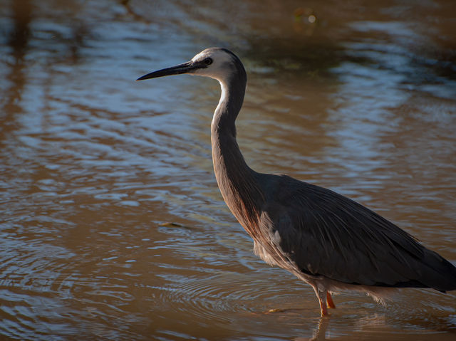 Tranquility by the Barwon: Discover Balyang Sanctuary