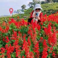 Isn't Korea BUT Chiang Mai Thailand!
