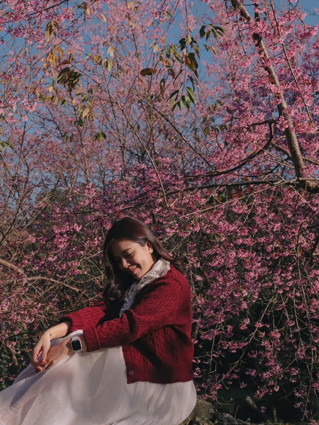 ชมดอกซากูระเมืองไทย @ดอยอินทนนท์ 🌸🤍✨