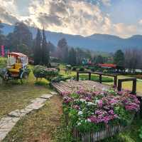 When Cherry blossom bloom in Thailand?