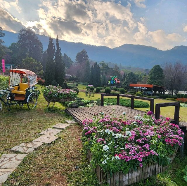 When Cherry blossom bloom in Thailand?