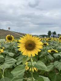 พาน้องหมาเที่ยวเล่นทุ่งทานตะวัน🌻