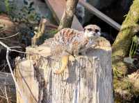 【鹿児島県】 コアラ飼育頭数日本一の自然あふれる動物園『平川動物公園』🐨