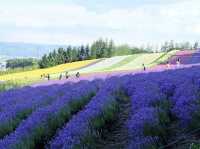 Tomita Farm ฟาร์มโทมิตะ
