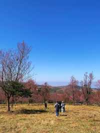 ภูลมโล (อุทยานภูหินร่องกล้า)