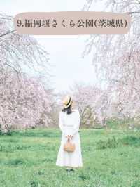 全国のソメイヨシノオススメスポット🌸