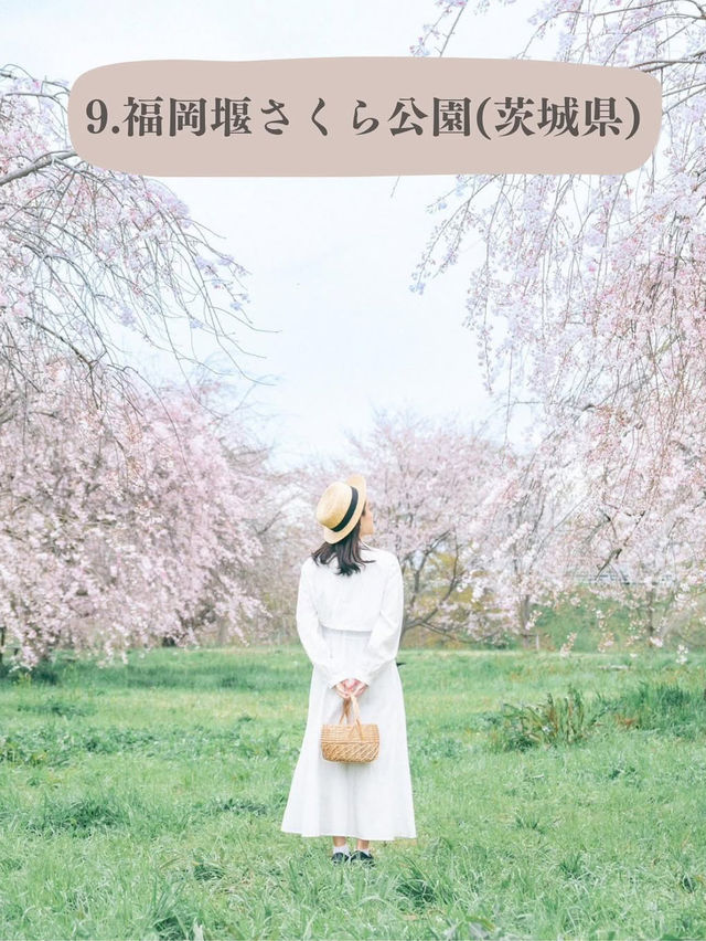 全国のソメイヨシノオススメスポット🌸