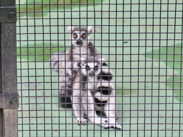 Nature in the City: Exploring Hong Kong Zoo and Botanical Gardens