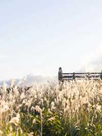 【岡山県/蒜山】金色のススキに包まれる絶景スポット