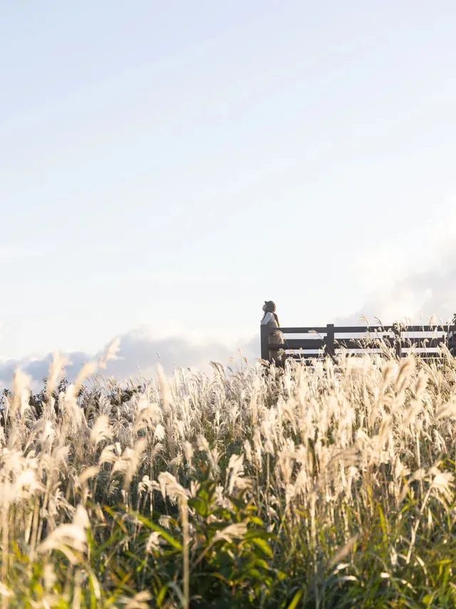 【岡山県/蒜山】金色のススキに包まれる絶景スポット