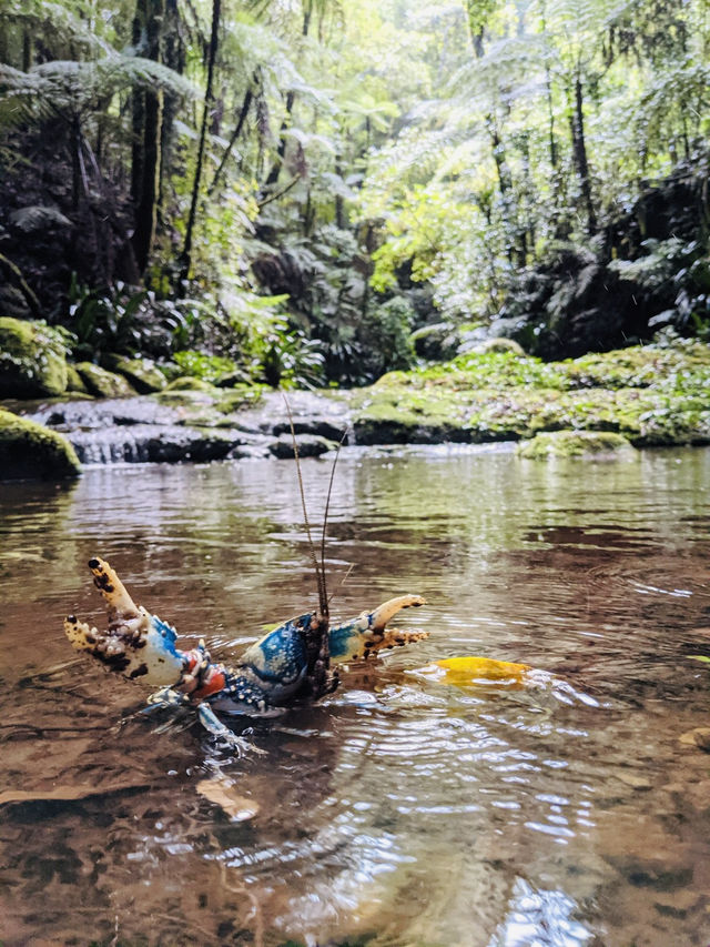 Nature’s Paradise: Hiking Lamington National Park