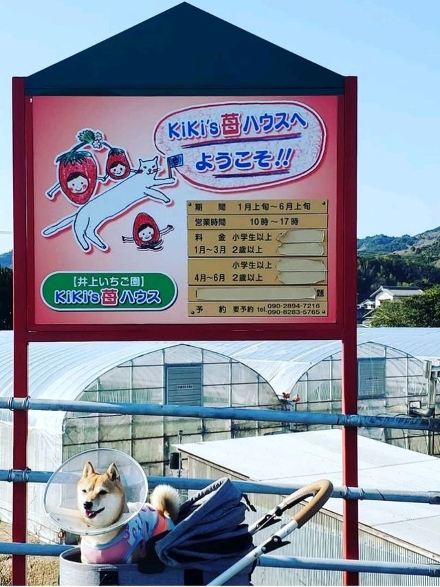 空中苺狩り
