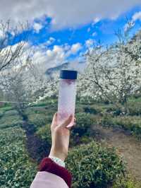 南投。草坪頭櫻花季