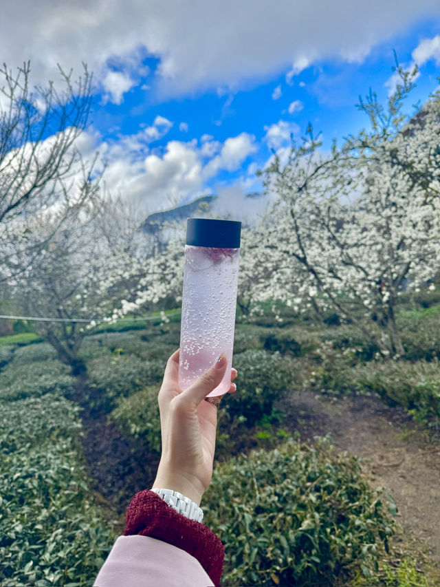 南投。草坪頭櫻花季