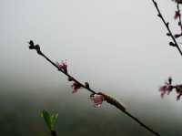Doi Ang Khang, Chiang Mai — When Cherry Blossoms Bloom🌸