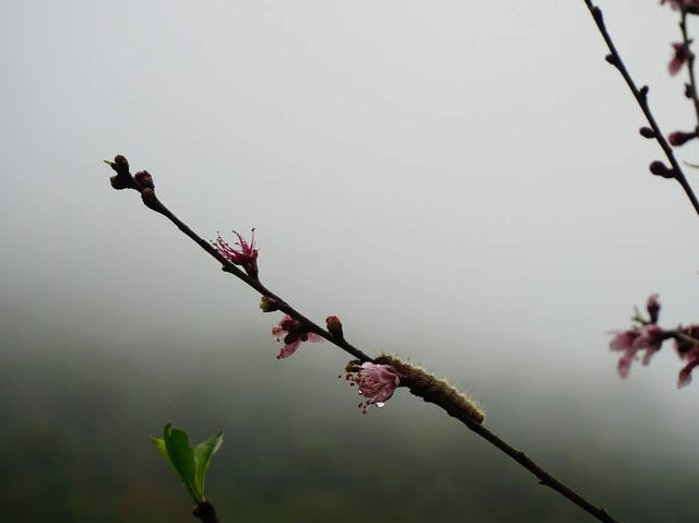 Doi Ang Khang, Chiang Mai — When Cherry Blossoms Bloom🌸