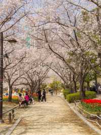 벚꽃&튤립을 함께 볼 수 있는 호수 공원🌸🌷 