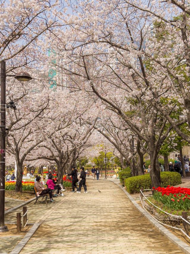 벚꽃&튤립을 함께 볼 수 있는 호수 공원🌸🌷 