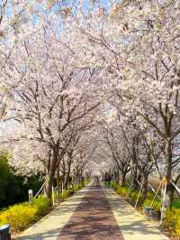 대저생태공원의 벚꽃터널과 벚꽃라이딩🚲🌸