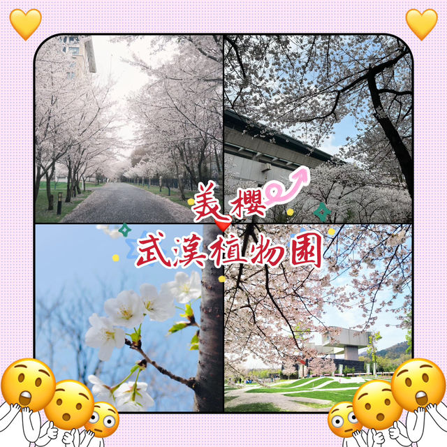 武漢植物園-櫻花大道的浪漫