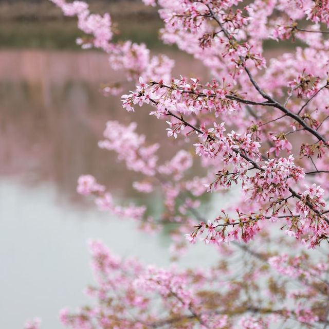 復興公園：在“櫻花盛開的日子裡，心情也跟著綻放” 🌸😊