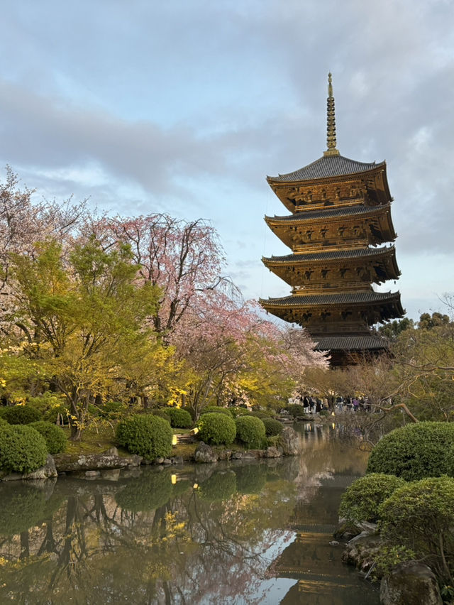 教王護國寺櫻花日與夜遊記