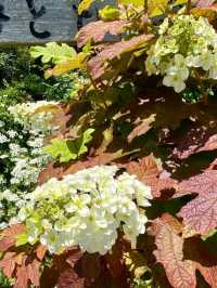 個人の方が作られた菖蒲園で、無料
