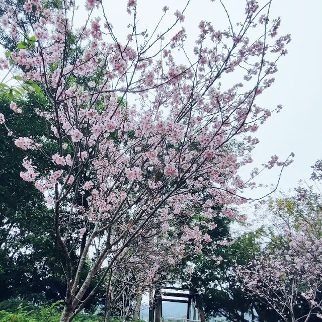 🌸 **大埔海濱公園櫻花觀賞分享** 🌸