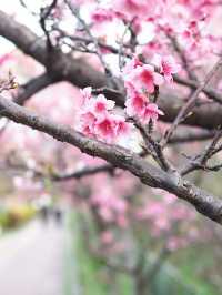 🌸 **漫湖公園（古波藏側）櫻花觀賞遊覽分享** 🌸