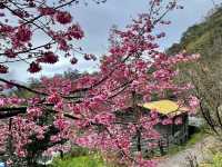  非去不可*新竹必踩櫻花點**司馬庫斯**