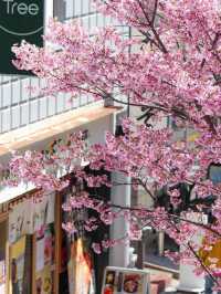 Chasing Sakura at Sakuragaoka in Shibuya