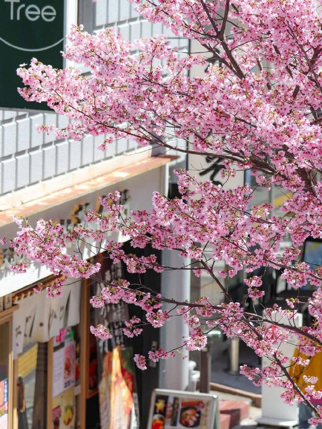 Chasing Sakura at Sakuragaoka in Shibuya