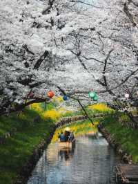 Chasing Sakura at Kawagoe Saitama