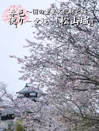 【愛媛】行かなきゃ損‼️天守閣と桜の絶景🌸歴史と春を満喫！