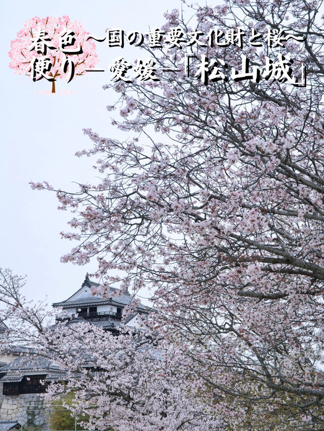 【愛媛】行かなきゃ損‼️天守閣と桜の絶景🌸歴史と春を満喫！