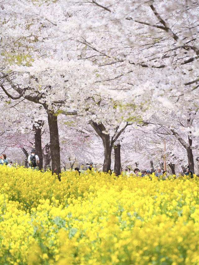【群馬】行かなきゃ損‼️ここにもあった四重奏🌸桜のトンネルを歩こう！