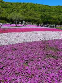 富士山×絶景フラワー🌸富士本栖湖リゾートで癒しのひととき
