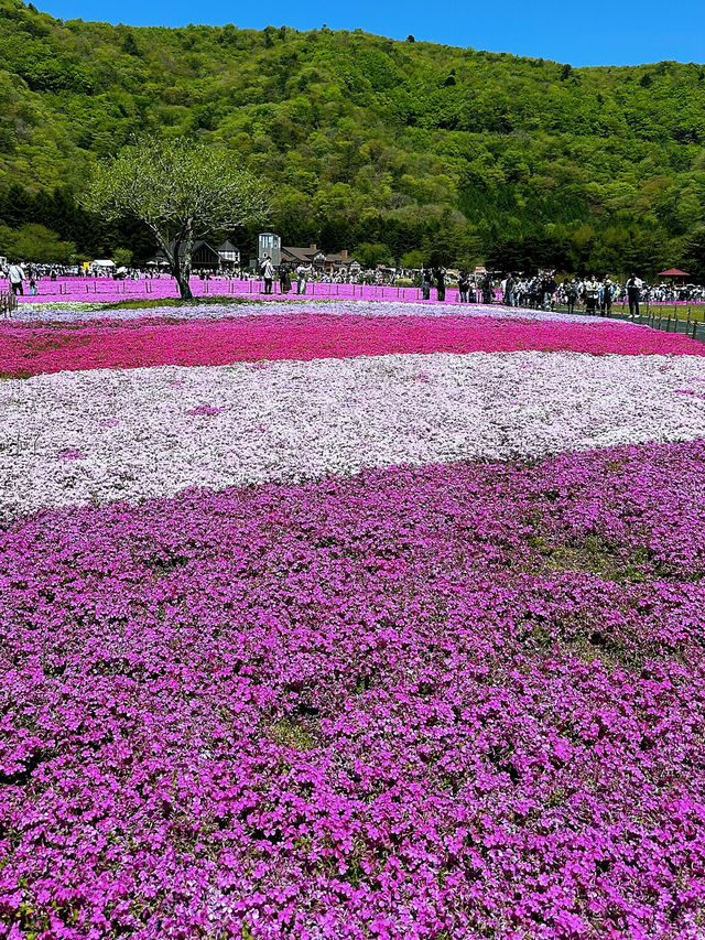 富士山×絶景フラワー🌸富士本栖湖リゾートで癒しのひととき